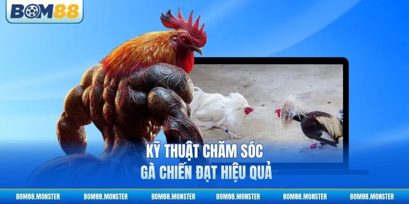 Kỹ thuật chăm sóc gà chiến đạt hiệu quả